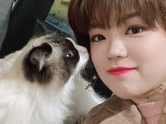 -欣宠猫屋·矮脚拿破仑·蓝金金渐层