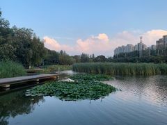 -前关湿地公园
