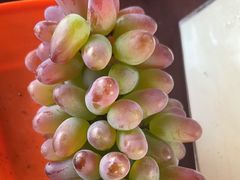 -马陆小张葡萄园农家乐