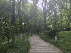 -青枫公园