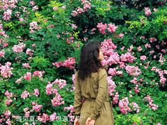 -黄村公园