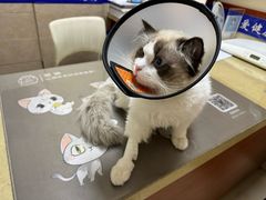 -艾贝尔宠物医院·狂犬免疫点(江山金象城店)