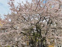 -四川省成都市彭州市白鹿镇