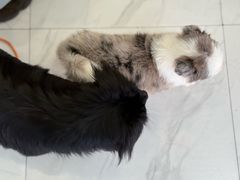 -艾吉宠物医院·疑难杂症转诊中心·猫友好(碧江路院)