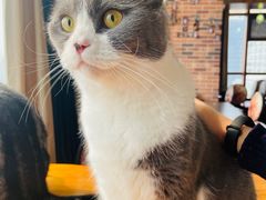 -蓝鲸·缅因猫舍