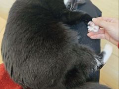 -是阿柴呀！柴犬咖啡·爱喵喵猫咖