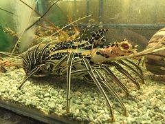 -Isla Sugbu Seafood City