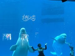 -海合安成都极地海洋公园