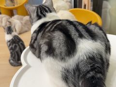 -有喵·猫咖·狗咖·30几只猫10只小狗(岗厦店)