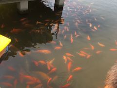 -西湖外事游船(花港观鱼码头)