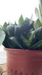 -青苗儿童口腔(长楹天街购物中心)