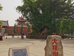 -大槐树寻根祭祖园