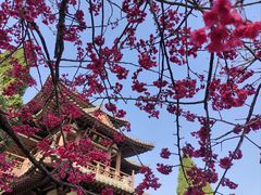 -西安青龙寺遗址景区