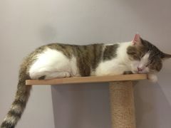 -万小咖.猫咖(中山路天虹店)