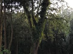 -阿里山神木遗迹