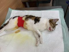 -爱侣宠医·鹦鹉专科·小型哺乳类·异宠专科(灵石路店)