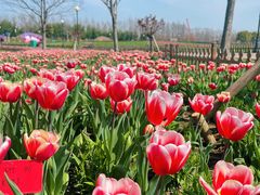 -荷兰花海