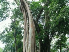 android_upload_pic-瑞丽独树成林风景区