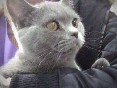 -伟伟宠物医院·瑞派猫友好医院·猫科(光谷店)