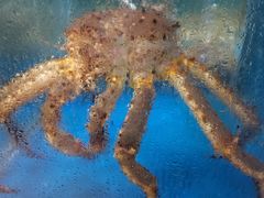 -神洲四海大酒楼(王府井澳门中心店)