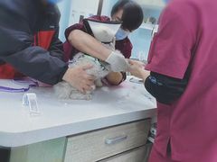 -北京观赏动物医院·24小时大型综合·猫专科·异宠专科