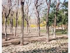 -大兴滨河森林公园