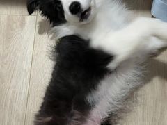 -申普宠物医院·眼科·心内科·影像科(普陀分院)