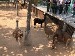 -西霞口神雕山野生动物世界
