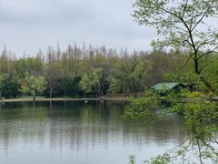 -上海共青森林公园