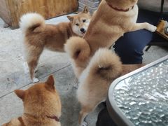 -柴犬高等学院·狗咖·柴犬售卖·宠物训练