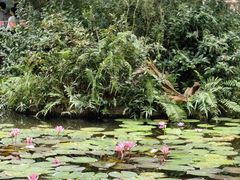 -海南热带野生动植物园