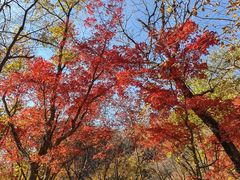 -关门山森林公园