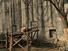 -成都大熊猫繁育研究基地