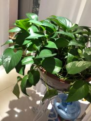 -薇兰专业脱毛连锁机构