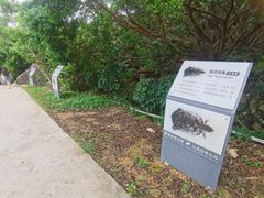 -广东惠东海龟国家级自然保护区