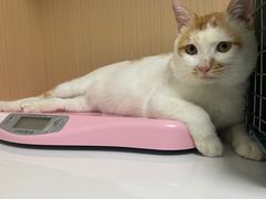 -谐和贝康宠物医院24小时·宠保定点(急重症转诊中心)
