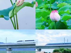 -光明小镇欢乐田园