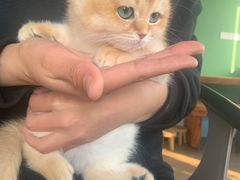 -东方名猫馆·英短金渐层布偶猫舍(环线广场1号楼店)