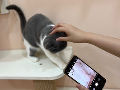 -1013 PET SHOP精品宠物商店(丁香店)