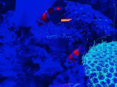 -上和臻品中国菜(花园街店)