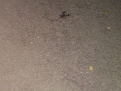 -清迈夜间动物园