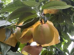 -老袁家蜜桃农场·阳山水蜜桃