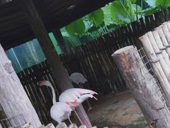 -海南热带野生动植物园