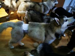 -Husky Go! 哈士奇体验馆·宠物咖啡厅狗咖