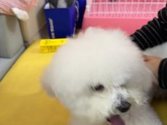 -翊宠yipet猫狗购宠庄园犬舍•猫舍