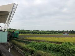 -百万葵园