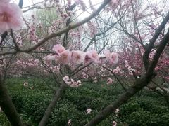 android_upload_pic-御庭精品酒店(秦淮河店)