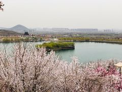 -樱花山风景区
