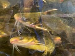 水产区-荣德灶台鱼(圣泉寺店)