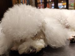 -more than meow吴止猫主题餐厅(承德 中船汇店)